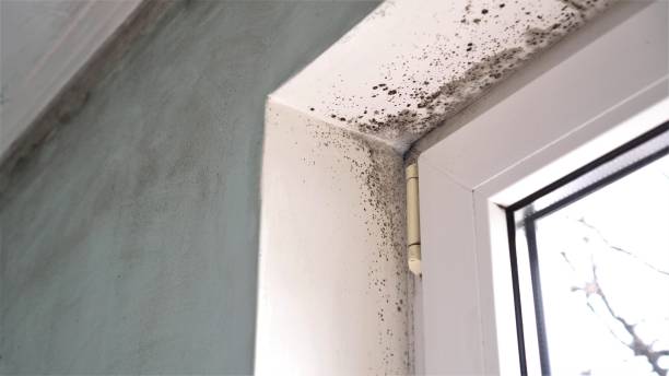 Best Residential Mold Removal  in Fairmount, CO