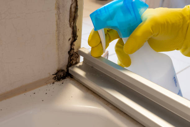 Best Local Mold Removal Service  in Fairmount, CO