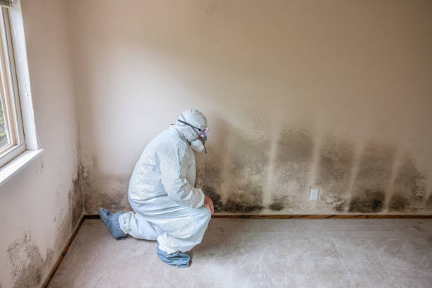 Best Attic Mold Removal  in Fairmount, CO